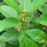 gymnema sylvestre homeopathic medicine uses