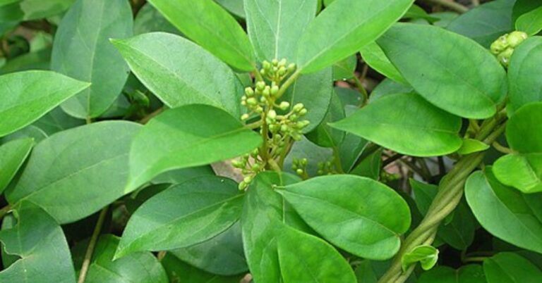 gymnema sylvestre homeopathic medicine uses